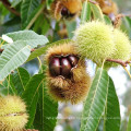 2021 New Harvest Export Natural Hot Selling Good Chinese Fresh Chestnut